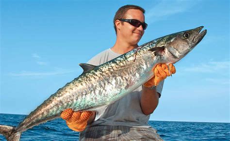 King mackerel .